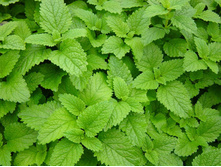 ���� ��������