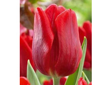 2019! ������� ������� ������ ����� ������� ���. 797033.jpg