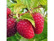 : ������ ������������ "����� ����" 170� 1��