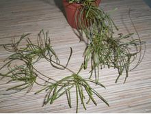 retusa.