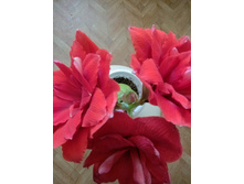 ��� �����