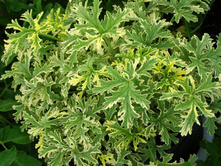 ������ ��������