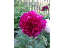 ���� ������