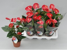 �������� ������� ( madural) - 700 - 750 ���