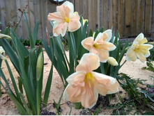 ������� ��� ����