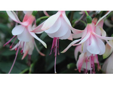 ������ ���� ..  ���� ����� ( Sophia) - ��  350 ���.