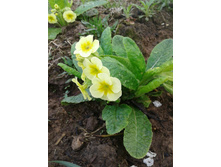 ������� ������