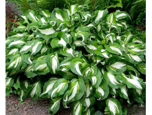 ����� ��������