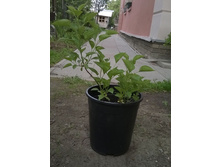 ����� ������, �������