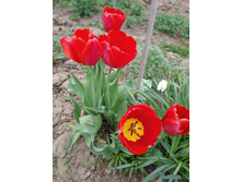 ������� �������. 10 �. - ��������.