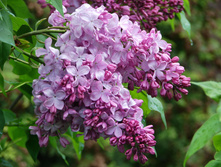 ������ ��������������� «����� ������»