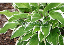 ����� "��������" �2,4 200�