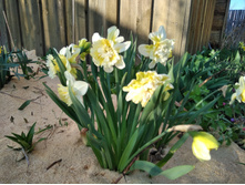 ������� ��� ����