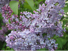 ������ ���������� �2 180� 1��