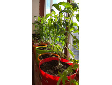 IMG 20190512 071756.jpg