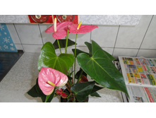 �������� ���� ����