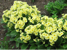 ������� ������� ������ 100��� 10 ��.jpg