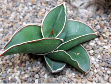 ���������� ������� (Sansevieria Samurai)