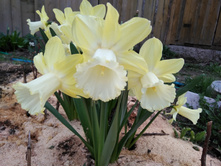 ������� �������� ����