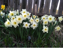 ������� ����� ���