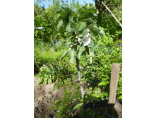 P1090110.JPG �������� ������������ ������ ���������.