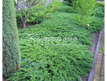 ������������ ��������  40-50 �� 2��  350� , 50-60 �� 500�