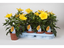 �������� ������ ���� Starlet - 450 ���.