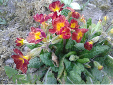 ������� ��-�����