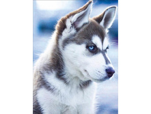 Lze003. ���� 700 � ��� ����������.jpg