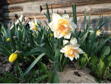 IMG 20190505 181800.jpg