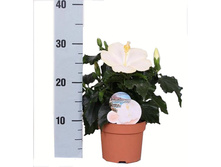 �������� ���� ����� ��� ����