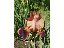 ���� ������� 70-90��.  50�.