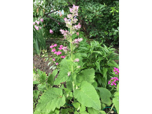 ������ ��������� ������������ 24