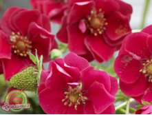 ��������� ��������� 8-24-12 ��������� ������ ������������ ���, 50��� (�������� 20��).jpg