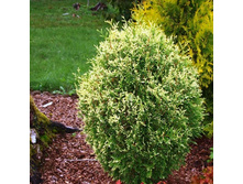 ��� �������� ���� ���� (Thuja occidentalis Gold Perle)-.jpg