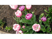 IMG 20190506 154946.jpg