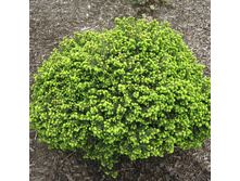 ��� ������������ (Picea abies Little Gem).jpg