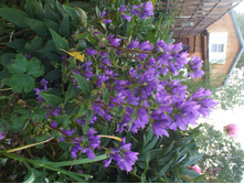 ����������� ���������