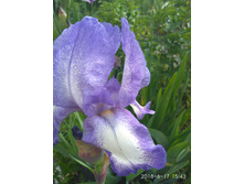 ���� ����-�������