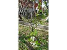 ����� �����������