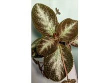 Cupreata Metallica - ������ ��������� ��������