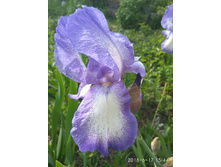 IMG 20180617 154415.jpg