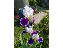 ���� ������� 70-90��.  70�.