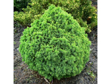��� ����� ��������� (Picea glauca Alberta Globe).jpg