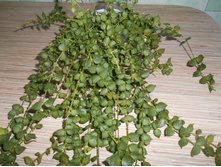 �������� Ruscifolia.