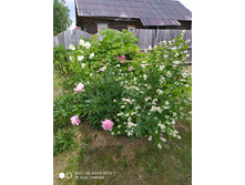 IMG 20190616 101344.jpg