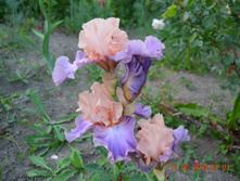 ����� �� �������