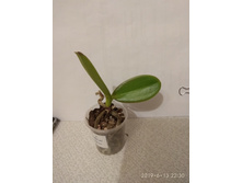 ������� �������� ������� ����� � ���������� ����������