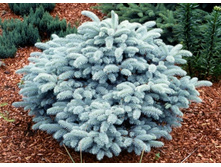 ��� Picea pungens Glauca Globosa P9 15-20 CM==460 �.-.jpg