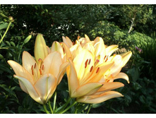 ����� ����������